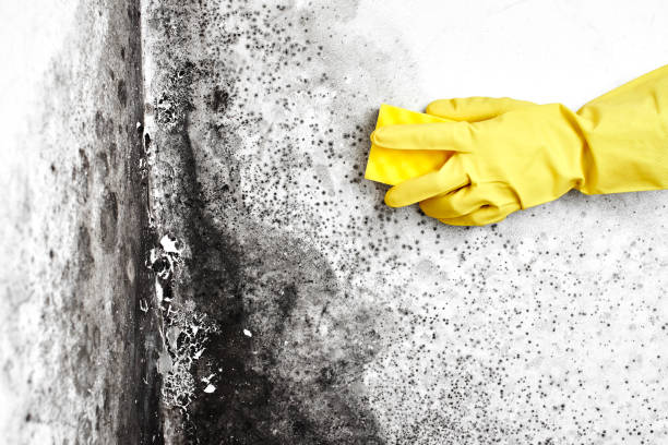 Best Biohazard Mold Removal  in Bexley, OH